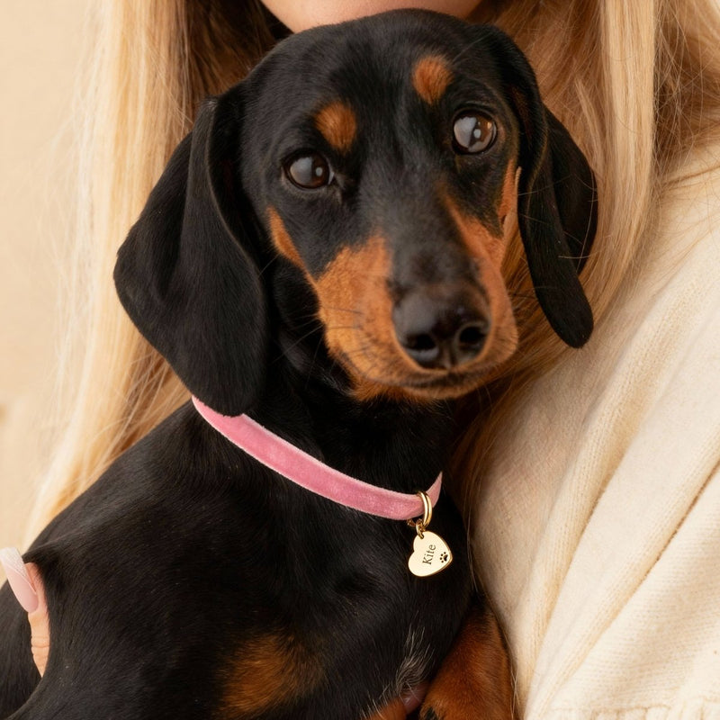 Collar Amor Mascota - Personalizado - LePetiteMarie