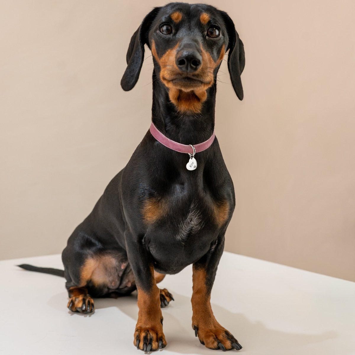 Collar Amor Mascota - Personalizado - LePetiteMarie